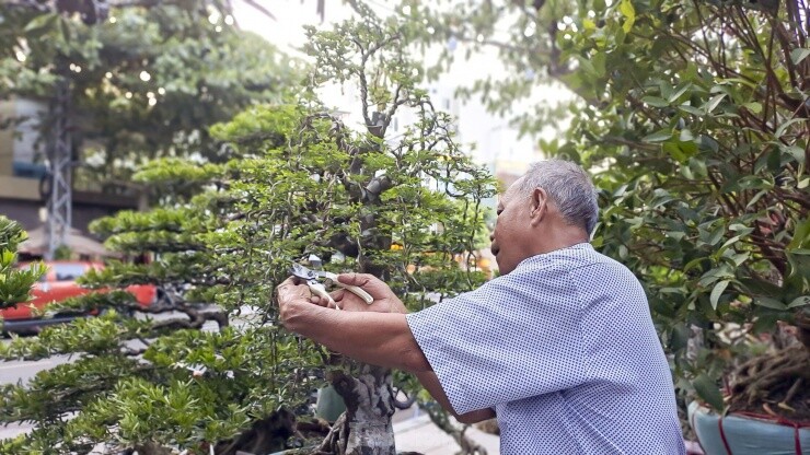 Chiêm ngưỡng những cây bonsai độc đáo