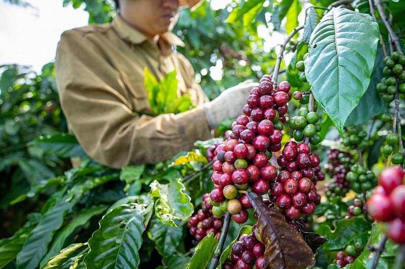Xuất khẩu cà phê còn nhiều dư địa để tăng trưởng