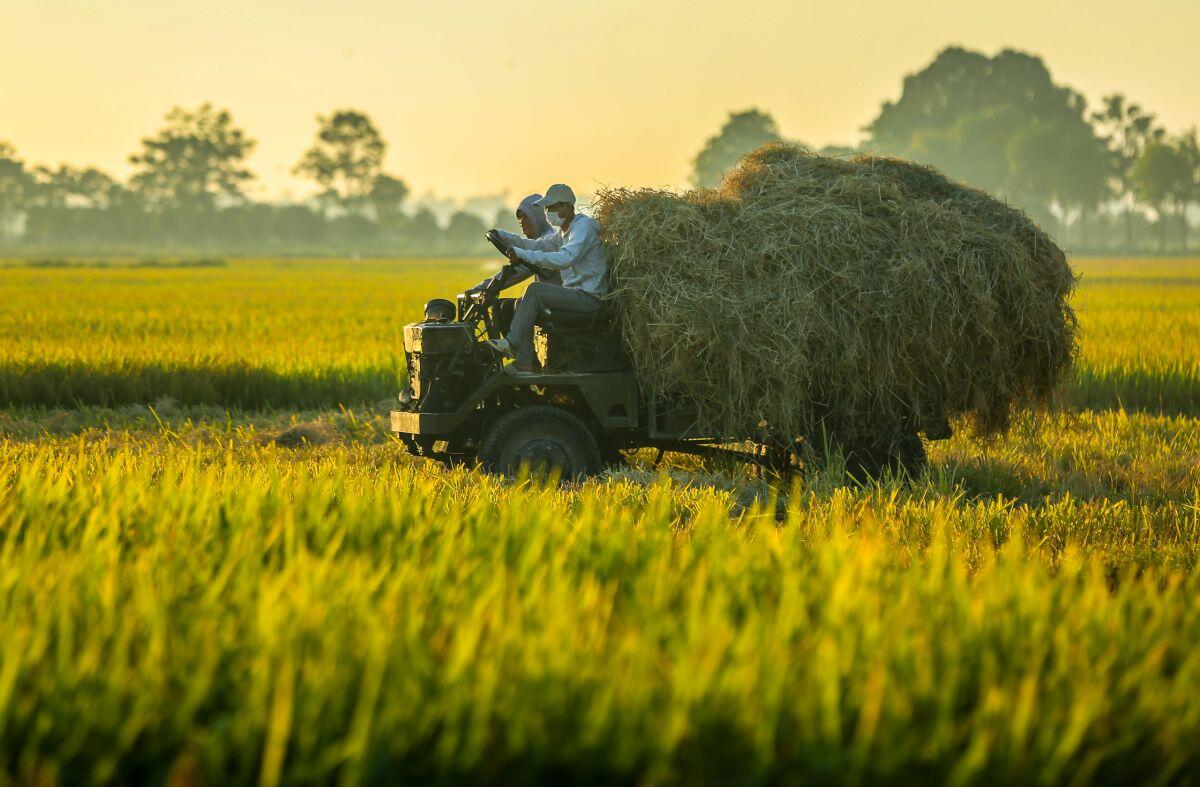 Thị trường nông sản tuần qua: Giá lúa vẫn neo mức cao