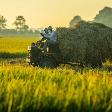 Thị trường nông sản tuần qua: Giá lúa vẫn neo mức cao