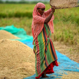 Ấn Độ áp thuế xuất khẩu 20% đối với gạo đồ, "biến động" nguồn cung