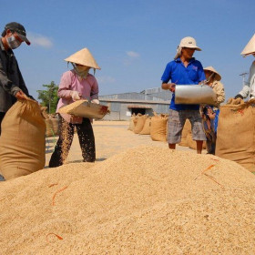 Gạo xuất khẩu được mùa, được giá mừng cho nông dân đi đúng hướng