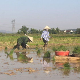 Thu nhập người trồng lúa sẽ tăng trên 40% vào năm 2030