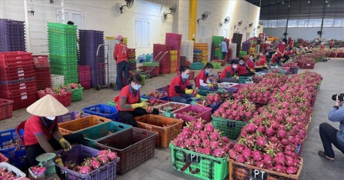 Thông tin bất ngờ vụ siêu thị Anh dừng bán thanh long Việt Nam