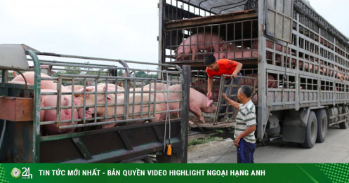 Giá lợn hơi giảm mạnh đến 100.000 đồng/con 50kg nhưng người mua thịt ba chỉ ở siêu thị vẫn phải chi hơn 200.000 đồng/kg