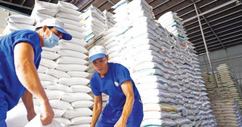 Lý do giá gạo xuất khẩu Việt Nam đột ngột giảm mạnh