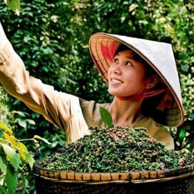 Xuất khẩu hạt tiêu: Để gia vị Việt Nam chiếm lĩnh thị trường toàn cầu