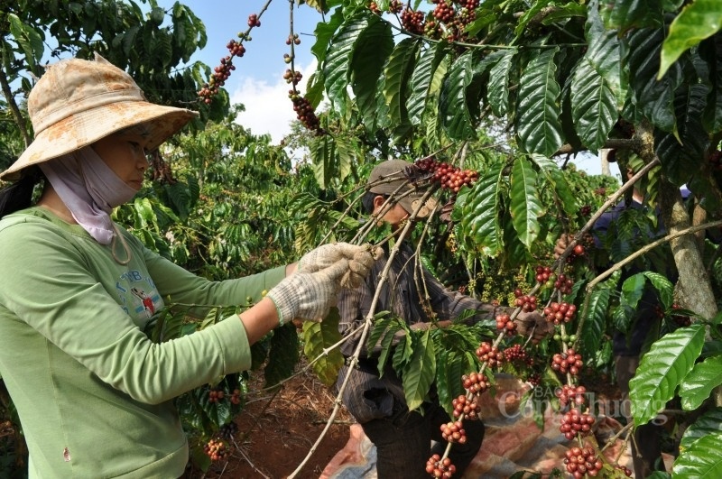 Xuất khẩu sụt giảm, giá cà phê Việt Nam dẫn dắt giá Robusta thế giới