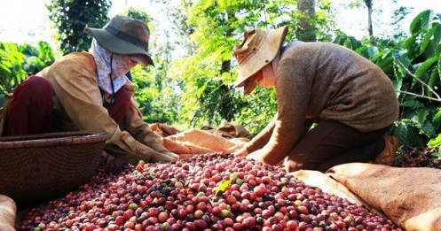Giá cà phê Việt Nam tăng cao nhất trong 30 năm qua