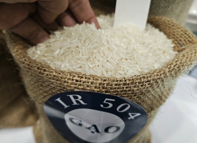 Giá gạo biến động, dự báo xuất khẩu gạo của Việt Nam đạt kỷ lục mới