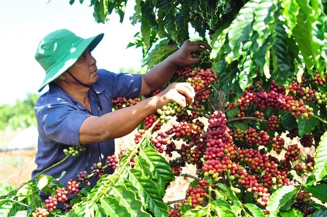 Liên tiếp lập kỷ lục, nông sản Việt thành 'ngôi sao' trên thị trường thế giới