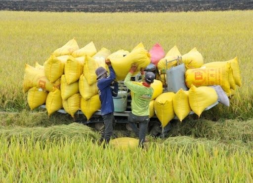 Cơn sốt giá gạo "giảm nhiệt": Cần tạo đột phá từ gạo chất lượng cao XK