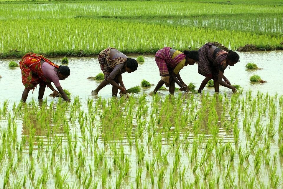Ấn Độ sắp hạ giá sàn xuất khẩu gạo