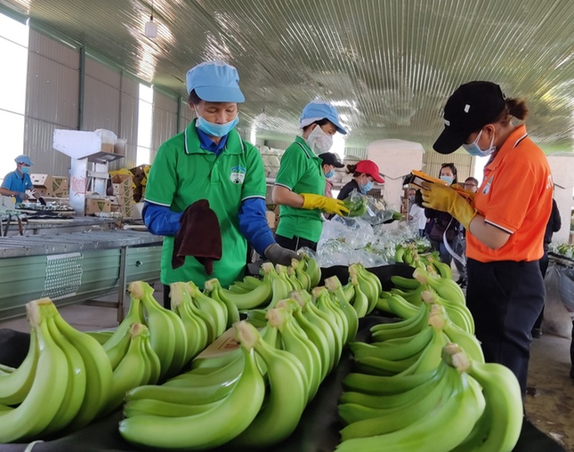Những mặt hàng giúp nông sản Việt xuất khẩu ngoạn mục