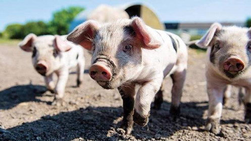 Giá lợn hơi sẽ tăng mạnh trong năm 2024, nhưng cổ phiếu BAF và DBC liệu còn triển vọng?