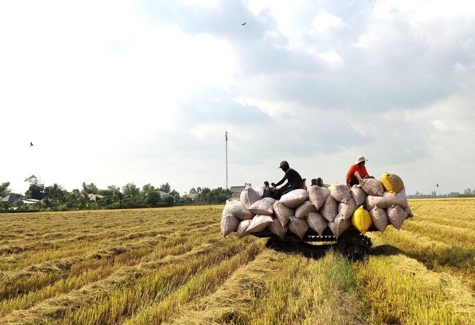 Qua cơn sốt, giá gạo Việt Nam vẫn cao