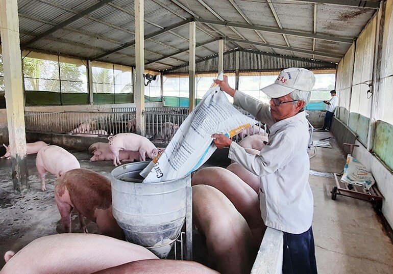 Giá lợn hơi xuống thấp, người chăn nuôi “gồng lỗ”
