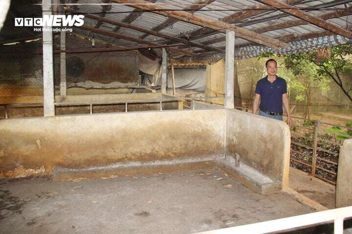 Giá lợn hơi tụt dốc không phanh, chủ trang trại “cắn răng” bán lợn dưới 50.000 đồng/kg