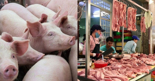 Giá lợn hơi tụt dốc không phanh, chủ trang trại “cắn răng” bán lợn dưới 50.000 đồng/kg
