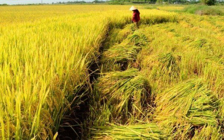 Thị trường nông sản: Giá lúa gạo, cà phê tăng cao