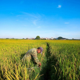 Học phí tăng, giá gạo leo thang đẩy CPI tháng 10 tăng 0,08%