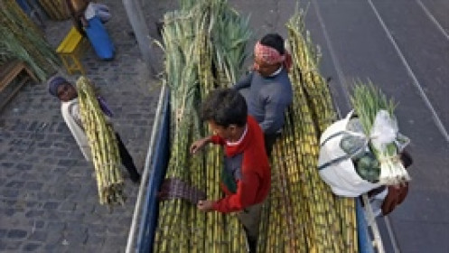 Giá đường và bông tăng mạnh vì đợt hạn hán lịch sử ở Ấn Độ