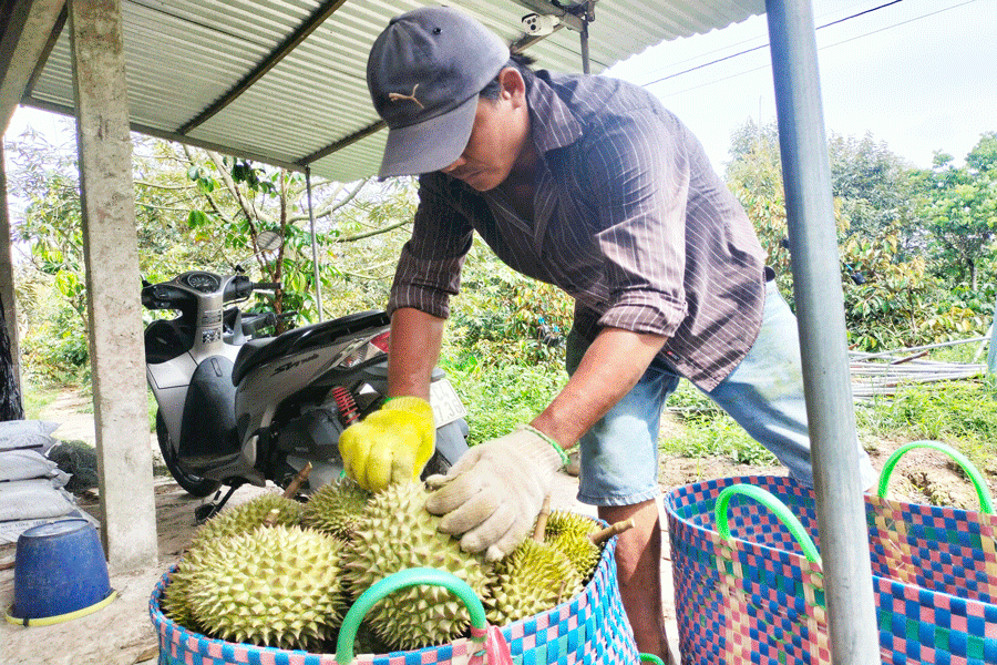Sầu riêng sốt giá, Bến Tre khuyến cáo không thu hoạch sầu riêng non