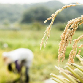 Xuất khẩu gạo năm 2023: Nâng tầm hạt gạo Việt và những cơ hội mới