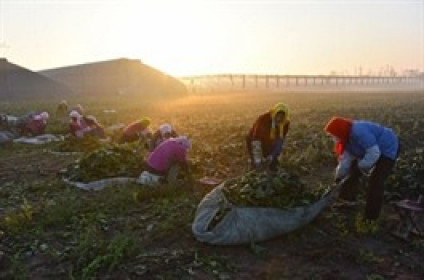 Vì sao nông dân Trung Quốc buộc phải để rau củ thối hỏng trên ruộng?