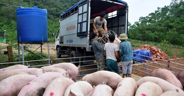 Giá lợn hơi giảm mạnh, người chăn nuôi bất an