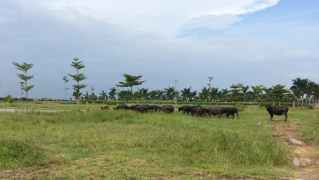 Hà Nội 'khai tử' 50 dự án ôm gần 3.000 ha đất chậm triển khai