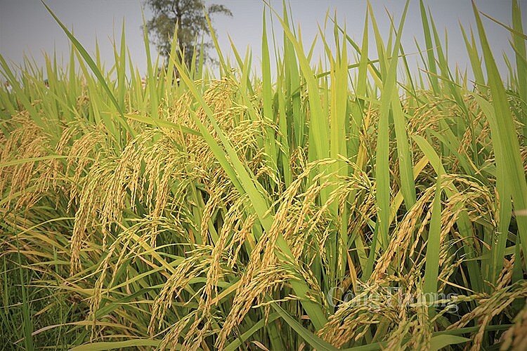 Điểm tên các "điểm yếu" của ngành lúa gạo Việt