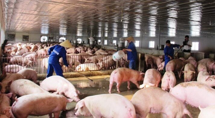 Giá lợn hơi giảm, nguồn cung thịt lợn Tết Nguyên đán 2024 có thiếu hụt?