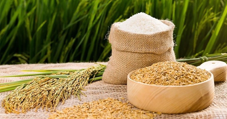 Xuất khẩu gạo đạt kỷ lục gần 4,8 tỷ USD: “Hạt ngọc" đón mùa vàng