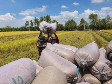 Xuất khẩu gạo Việt Nam lập kỷ lục với gần 4,7 tỉ USD trong năm qua