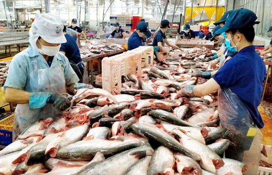 Tín hiệu tích cực giúp xuất khẩu cá tra thêm cơ hội