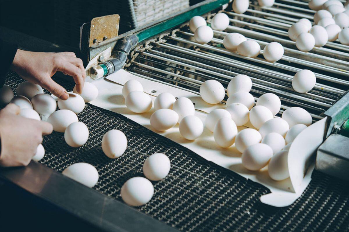 Giúp Nga xoa dịu khủng hoảng trứng gà, Kazakhstan gặp rắc rối