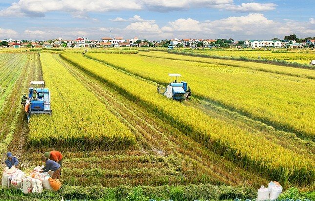 Giá gạo Việt đang tăng vù vù bỗng dưng… bất động