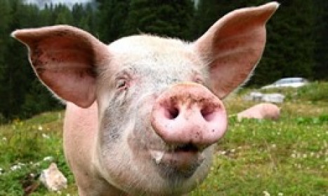Giá lợn hơi dò đáy, "trùm chăn nuôi" Dabaco chỉ lãi 6 tỷ đồng trong quý 4