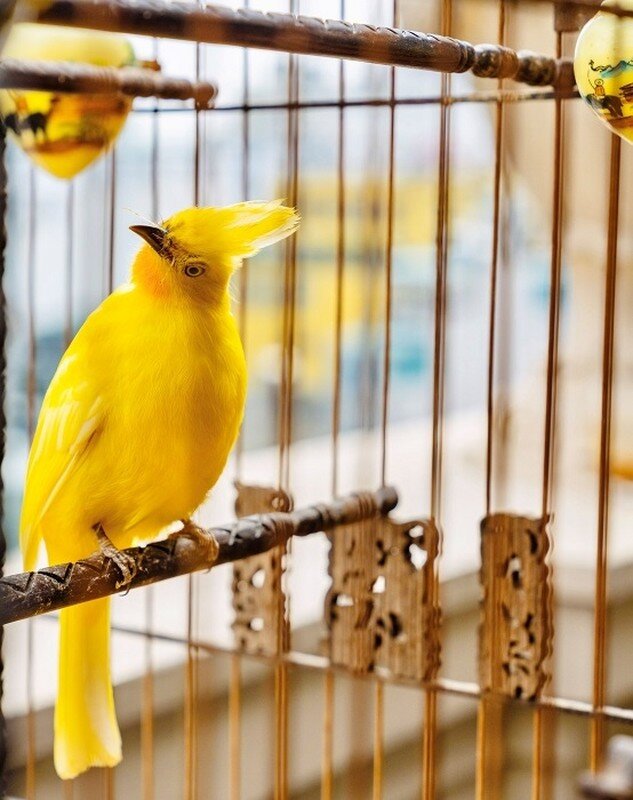 Tổ chim đột biến khiến đại gia chi gần nửa tỷ để sở hữu