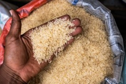 Ấn Độ có thể gia hạn thuế xuất khẩu gạo đồ