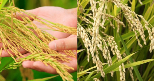 Mới đầu năm, nông dân phấn khởi vì giá lúa cao, doanh nghiệp xuất khẩu “trúng lớn”