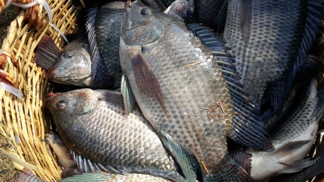 Doanh nghiệp thủy sản đối diện thách thức khi Brazil cấm nhập khẩu cá rô phi
