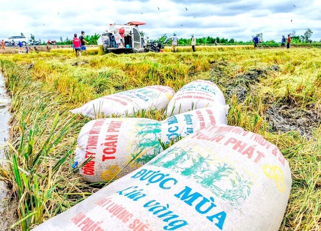 Gạo Việt Nam bị cạnh tranh khốc liệt ở các thị trường truyền thống