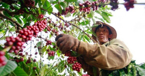 Giá cà phê vượt 90.000 đồng/kg, mức cao chưa từng có