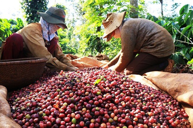 Giá cà phê vượt 90.000 đồng/kg, mức cao chưa từng có