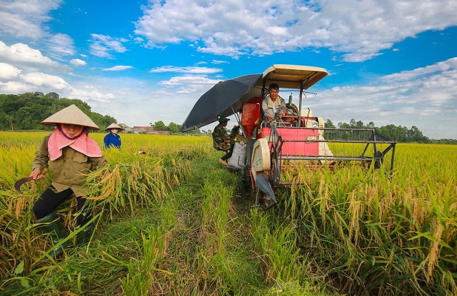 Ngành lúa gạo Việt Nam 2023: Niềm vui chưa trọn