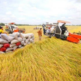 Linh hoạt ứng biến với thị trường gạo để phát triển bền vững