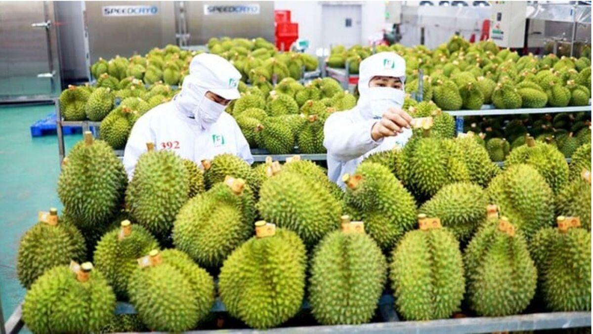 Kim ngạch xuất khẩu rau củ quả Việt Nam sang Trung Quốc năm 2023 tăng gấp đôi, đạt trên 24 tỷ USD