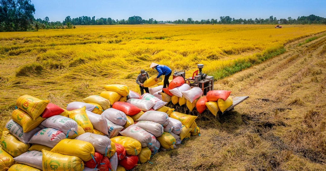 Dự báo năm 2024 thời cơ “vàng” gia tăng xuất khẩu gạo